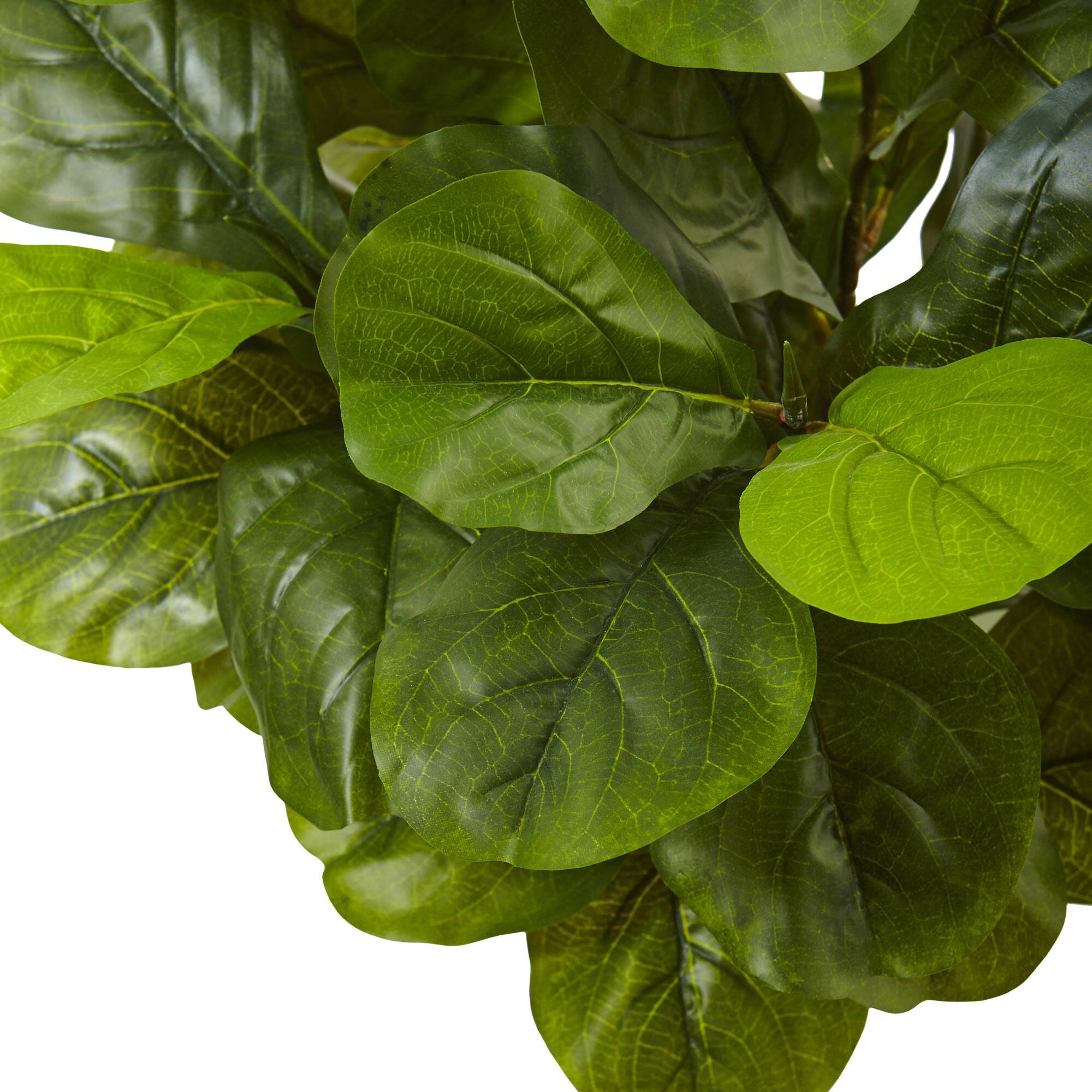 4.5ft. Fiddle Leaf Fig in White Planter
